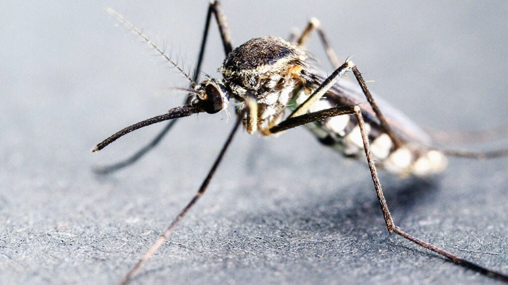 Malaria